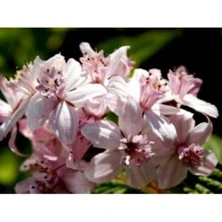 Stjernetop 'Mont Rose' Deutzia Hybrida 'Mont Rose' Med Klump,- 125-150 Cm. -Osmoz Naturens Butik mi756 deutzia hybrida mont rose f35d