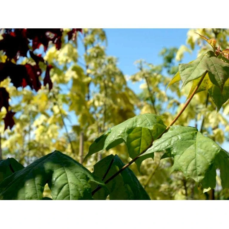 Spidsløn Acer Platanoides Flerstammet,- 150-175 Cm. Med Trådklump 8 Spidsløn Acer Platanoides Flerstammet,- 150-175 Cm. Med Trådklump - Billede 6