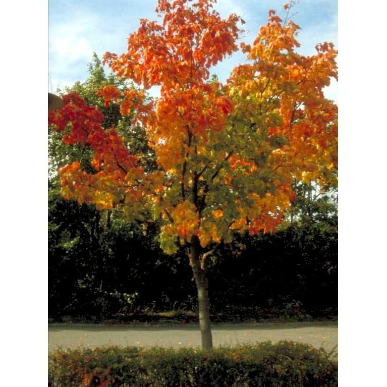 Spidsløn Acer Platanoides Flerstammet,- 150-175 Cm. Med Trådklump 9 Spidsløn Acer Platanoides Flerstammet,- 150-175 Cm. Med Trådklump - Billede 7