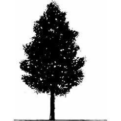 Spidsløn Acer Platanoides Flerstammet,- 150-175 Cm. Med Trådklump 13 Spidsløn Acer Platanoides Flerstammet,- 150-175 Cm. Med Trådklump -Osmoz Naturens Butik mi75 acer platanoides 8197