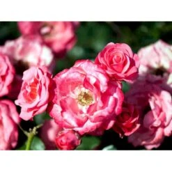 'Bella Rosa'® Rosa X 'Bella Rosa'® (Buketrose) A-Kvalitet,- Barrods Roser Min. 3 Grene 9 'Bella Rosa'® Rosa X 'Bella Rosa'® (Buketrose) A-Kvalitet,- Barrods Roser Min. 3 Grene -Osmoz Naturens Butik mi8046 rosa bella rosa 220a