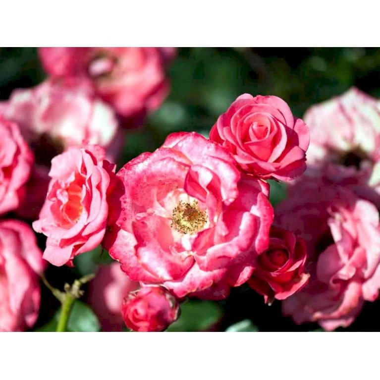 'Bella Rosa'® Rosa X 'Bella Rosa'® (Buketrose) A-Kvalitet,- Barrods Roser Min. 3 Grene 6 'Bella Rosa'® Rosa X 'Bella Rosa'® (Buketrose) A-Kvalitet,- Barrods Roser Min. 3 Grene - Billede 4