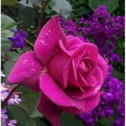 'Blackberry Nip' Rosa X 'Blackberry Nip' (Storblomstrende) A-Kvalitet,- Barrods Roser Min. 3 Grene -Osmoz Naturens Butik mi8065 rosa blackberry nip 487a