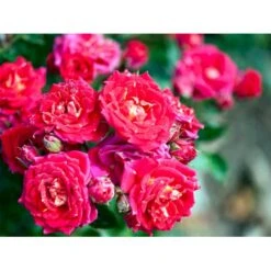 'Chili Clementine' Rosa X 'Chili Clementine' 3,0 Liter Potte -Osmoz Naturens Butik mi8196 rosa chili clementine 26a6