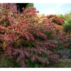 Vinget Benved 'Compactus' Euonymus Alatus 'Compactus' Med Klump,- 80-100 Cm. -Osmoz Naturens Butik mi898 euonymus alatus compactus 9fc9