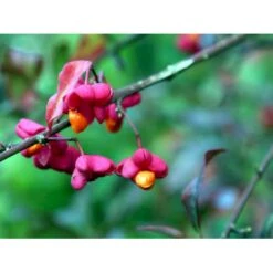 Almindelig Benved 'Red Cascade' Euonymus Europaeus 'Red Cascade' 5 Liter Potte