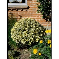 Benved 'Emerald Gold' Euonymus Fortunei 'Emerald Gold' Opstammet 80 Cm. 7,5 Liter Potte -Osmoz Naturens Butik mi906 euonymus fortunei emerald n gold 7582