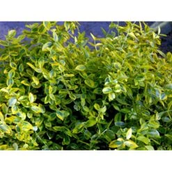 Benved 'Emerald Gold' Euonymus Fortunei 'Emerald Gold' Opstammet 80 Cm. 7,5 Liter Potte -Osmoz Naturens Butik mi906 euonymus fortunei emerald n gold 8b54
