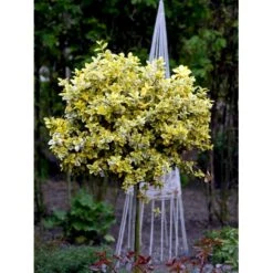 Benved 'Emerald Gold' Euonymus Fortunei 'Emerald Gold' Opstammet 80 Cm. 7,5 Liter Potte -Osmoz Naturens Butik mi906 euonymus fortunei emerald n gold d69b