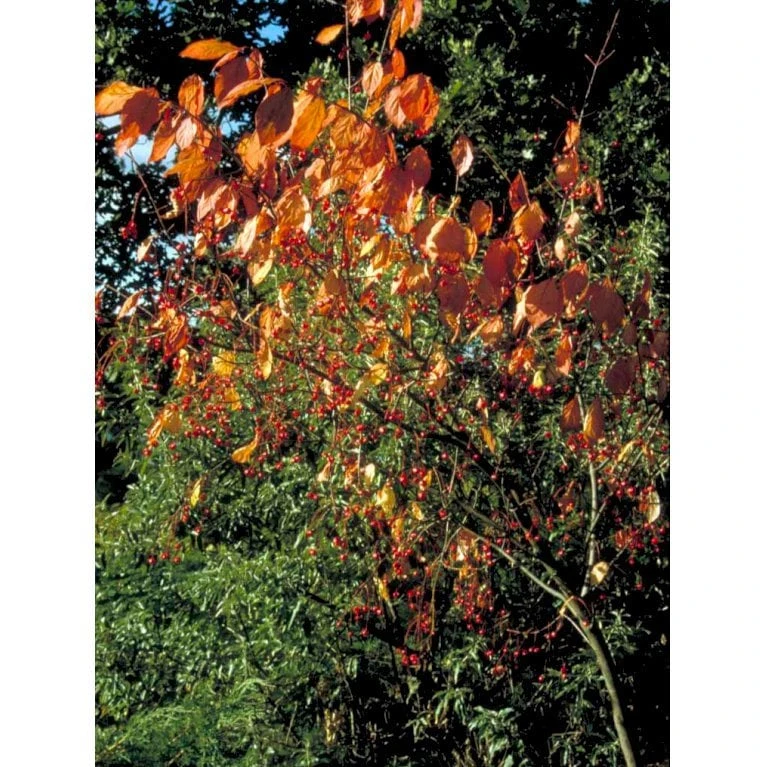 Kirsebærbenved Euonymus Planipes Med Klump,- 100-120 Cm. 3 Kirsebærbenved Euonymus Planipes Med Klump,- 100-120 Cm.