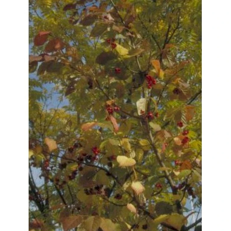 Kirsebærbenved Euonymus Planipes Med Klump,- 100-120 Cm. 4 Kirsebærbenved Euonymus Planipes Med Klump,- 100-120 Cm. - Billede 2