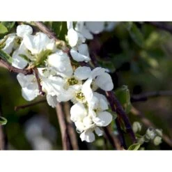 Perlebusk 'The Bride' Exochorda Marcrantha 'The Bride' 2,5 Liter -Osmoz Naturens Butik mi924 exochorda the bride 3859