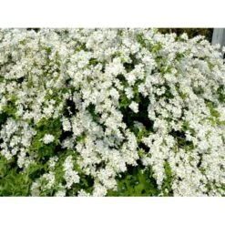 Perlebusk 'The Bride' Exochorda Marcrantha 'The Bride' 2,5 Liter -Osmoz Naturens Butik mi924 exochorda the bride 5a14
