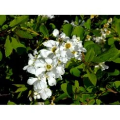 Perlebusk 'The Bride' Exochorda Marcrantha 'The Bride' 2,5 Liter -Osmoz Naturens Butik mi924 exochorda the bride 6f79