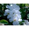Perlebusk 'The Bride' Exochorda Marcrantha 'The Bride' 2,5 Liter -Osmoz Naturens Butik mi924 exochorda the bride 94ce
