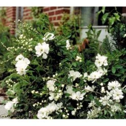 Perlebusk 'The Bride' Exochorda Marcrantha 'The Bride' 2,5 Liter -Osmoz Naturens Butik mi924 exochorda the bride d39e