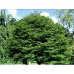 Almindelig Bøg Fagus Sylvatica Potte 7,5 Liter 150-175 Cm. -Osmoz Naturens Butik mi937 fagus sylvatica 7420