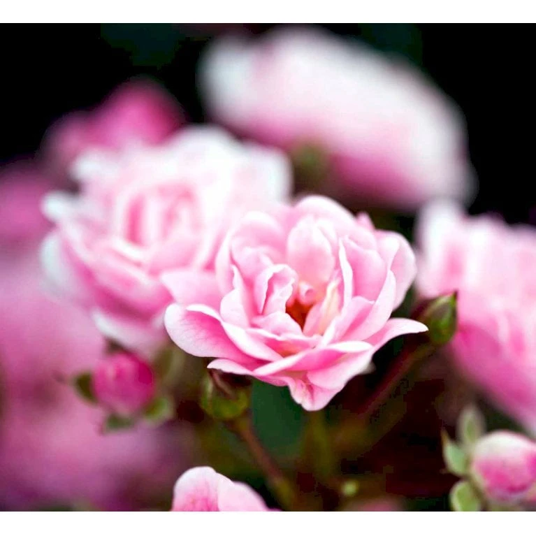 'Pink The Fairy' Rosa X 'Pink The Fairy' (Bunddækkerose) A-Kvalitet,- Barrods Roser Min. 3 Grene 7 'Pink The Fairy' Rosa X 'Pink The Fairy' (Bunddækkerose) A-Kvalitet,- Barrods Roser Min. 3 Grene - Billede 5