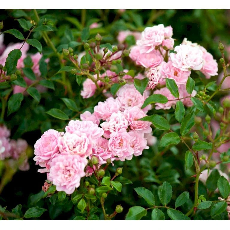 'Pink The Fairy' Rosa X 'Pink The Fairy' (Bunddækkerose) A-Kvalitet,- Barrods Roser Min. 3 Grene 8 'Pink The Fairy' Rosa X 'Pink The Fairy' (Bunddækkerose) A-Kvalitet,- Barrods Roser Min. 3 Grene - Billede 6