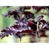 Hængende Blodbøg 'Rohan Weeping' Fagus Sylvatica 'Rohan Weeping' Opstammet 90 Cm. 7,5 Liter Potte -Osmoz Naturens Butik mi940 fagus sylvatica rohan weeping ae14