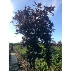 Hængende Blodbøg 'Rohan Weeping' Fagus Sylvatica 'Rohan Weeping' Opstammet 90 Cm. 7,5 Liter Potte -Osmoz Naturens Butik mi940 fagus sylvatica rohan weeping e0d4