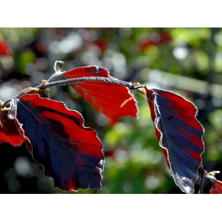Blodbøg 'Riversii' Fagus Sylvatica 'Riversii' Heister 175-200 Cm. Med Potte 3 Blodbøg 'Riversii' Fagus Sylvatica 'Riversii' Heister 175-200 Cm. Med Potte