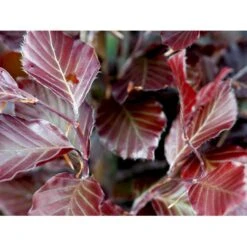 Blodbøg 'Riversii' Fagus Sylvatica 'Riversii' Heister 175-200 Cm. Med Potte 7 Blodbøg 'Riversii' Fagus Sylvatica 'Riversii' Heister 175-200 Cm. Med Potte -Osmoz Naturens Butik mi944 fagus sylvatica riversii 5f91