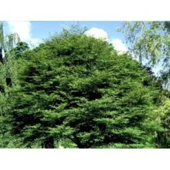 Bregnebladet Bøg 'Asplenifolia' Fagus Sylvatica 'Asplenifolia' Solitær 400-450 Cm. Med Klump -Osmoz Naturens Butik mi946 fagus sylvatica aspleniifolia a7ab