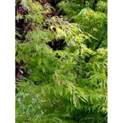 Bregnebladet Bøg 'Asplenifolia' Fagus Sylvatica 'Asplenifolia' Solitær 400-450 Cm. Med Klump -Osmoz Naturens Butik mi946 fagus sylvatica aspleniifolia d857