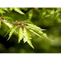 Bregnebladet Bøg 'Asplenifolia' Fagus Sylvatica 'Asplenifolia' Solitær 400-450 Cm. Med Klump -Osmoz Naturens Butik mi946 fagus sylvatica aspleniifolia f702