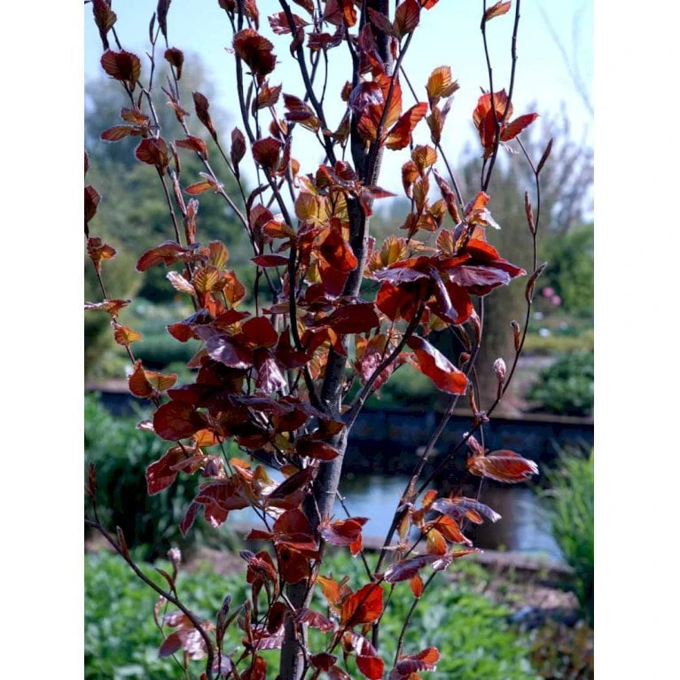 Søjleblodbøg 'Dawyck Purple' Fagus Sylvatica 'Dawyck Purple' Heister 175-200 Cm. Med Klump 5 Søjleblodbøg 'Dawyck Purple' Fagus Sylvatica 'Dawyck Purple' Heister 175-200 Cm. Med Klump - Billede 3