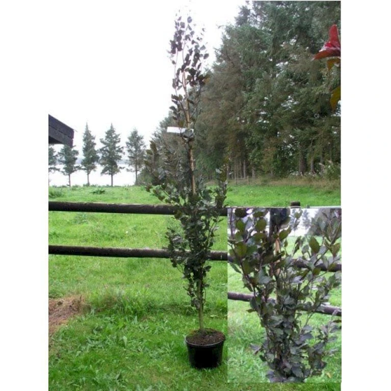 Søjleblodbøg 'Dawyck Purple' Fagus Sylvatica 'Dawyck Purple' Heister 175-200 Cm. Med Klump 8 Søjleblodbøg 'Dawyck Purple' Fagus Sylvatica 'Dawyck Purple' Heister 175-200 Cm. Med Klump - Billede 6