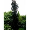Søjleblodbøg 'Dawyck Purple' Fagus Sylvatica 'Dawyck Purple' Heister 175-200 Cm. Med Klump -Osmoz Naturens Butik mi947 fagus sylvatica dawyck purple 68aa