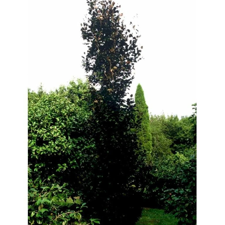 Søjleblodbøg 'Dawyck Purple' Fagus Sylvatica 'Dawyck Purple' Heister 175-200 Cm. Med Klump 3 Søjleblodbøg 'Dawyck Purple' Fagus Sylvatica 'Dawyck Purple' Heister 175-200 Cm. Med Klump