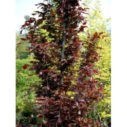 Søjleblodbøg 'Dawyck Purple' Fagus Sylvatica 'Dawyck Purple' Heister 175-200 Cm. Med Klump 12 Søjleblodbøg 'Dawyck Purple' Fagus Sylvatica 'Dawyck Purple' Heister 175-200 Cm. Med Klump -Osmoz Naturens Butik mi947 fagus sylvatica dawyck purple 8011