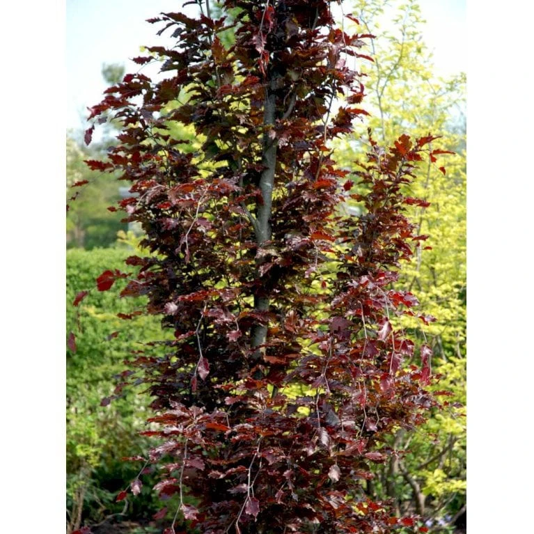 Søjleblodbøg 'Dawyck Purple' Fagus Sylvatica 'Dawyck Purple' Heister 175-200 Cm. Med Klump 7 Søjleblodbøg 'Dawyck Purple' Fagus Sylvatica 'Dawyck Purple' Heister 175-200 Cm. Med Klump - Billede 5