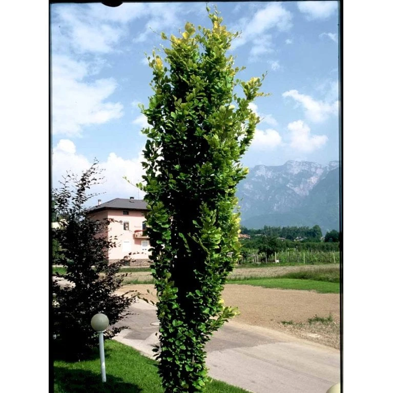 Gul Søjlebøg 'Dawyck Gold' Fagus Sylvatica 'Dawyck Gold' Potte 15 Liter,- 200-250 Cm. 5 Gul Søjlebøg 'Dawyck Gold' Fagus Sylvatica 'Dawyck Gold' Potte 15 Liter,- 200-250 Cm. - Billede 3