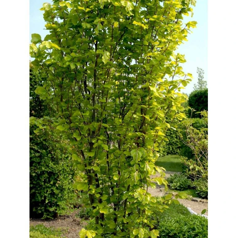 Gul Søjlebøg 'Dawyck Gold' Fagus Sylvatica 'Dawyck Gold' Potte 15 Liter,- 200-250 Cm. 6 Gul Søjlebøg 'Dawyck Gold' Fagus Sylvatica 'Dawyck Gold' Potte 15 Liter,- 200-250 Cm. - Billede 4