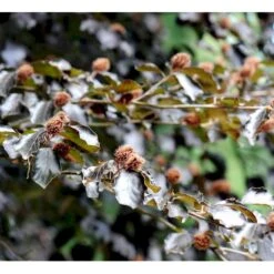 Fagus Sylvatica Purpurea Rødbøg Barrods,- 3 års (1/2) 30-50 Cm. -Osmoz Naturens Butik mi949 fagus sylvatica atropunicea 629b