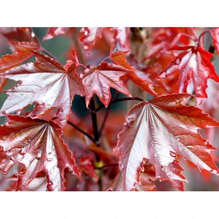 Rødbladet Spidsløn Acer Platanoides 'Crimson Sentry' Opstammet 120 Cm. Med Potte 5 Rødbladet Spidsløn Acer Platanoides 'Crimson Sentry' Opstammet 120 Cm. Med Potte - Billede 3