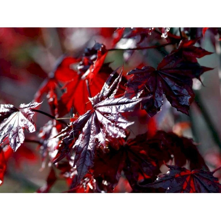 Rødbladet Spidsløn Acer Platanoides 'Crimson Sentry' Opstammet 120 Cm. Med Potte 3 Rødbladet Spidsløn Acer Platanoides 'Crimson Sentry' Opstammet 120 Cm. Med Potte