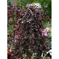 Hængende Blodbøg 'Purpurea Pendula' Fagus Sylvatica 'Purpurea Pendula' Opstammet 120 Cm. Med Potte -Osmoz Naturens Butik mi951 fagus sylvatica purpurea pendula 48fc