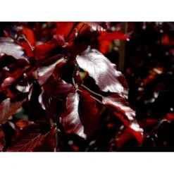 Hængende Blodbøg 'Purpurea Pendula' Fagus Sylvatica 'Purpurea Pendula' Opstammet 120 Cm. Med Potte -Osmoz Naturens Butik mi951 fagus sylvatica purpurea pendula f7fe