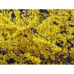 Vårguld 'Lynwood' Forsythia Intermedia 'Lynwood' 5 Liter Potte -Osmoz Naturens Butik mi975 forsythia intermedia lynwood 9e06