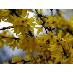 Vårguld 'Lynwood' Forsythia Intermedia 'Lynwood' 5 Liter Potte -Osmoz Naturens Butik mi975 forsythia intermedia lynwood cbd0