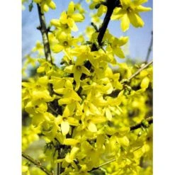 Vårguld 'Lynwood' Forsythia Intermedia 'Lynwood' 5 Liter Potte -Osmoz Naturens Butik mi975 forsythia intermedia lynwood d1de