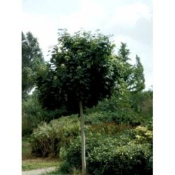 Kugleløn / Kugleahorn Acer Platanoides 'Globosum' Opstammet 180 Cm. 15 Liter Potte,- 2 års Krone 14 Kugleløn / Kugleahorn Acer Platanoides 'Globosum' Opstammet 180 Cm. 15 Liter Potte,- 2 års Krone -Osmoz Naturens Butik mi97 acer platanoides globosum 0680