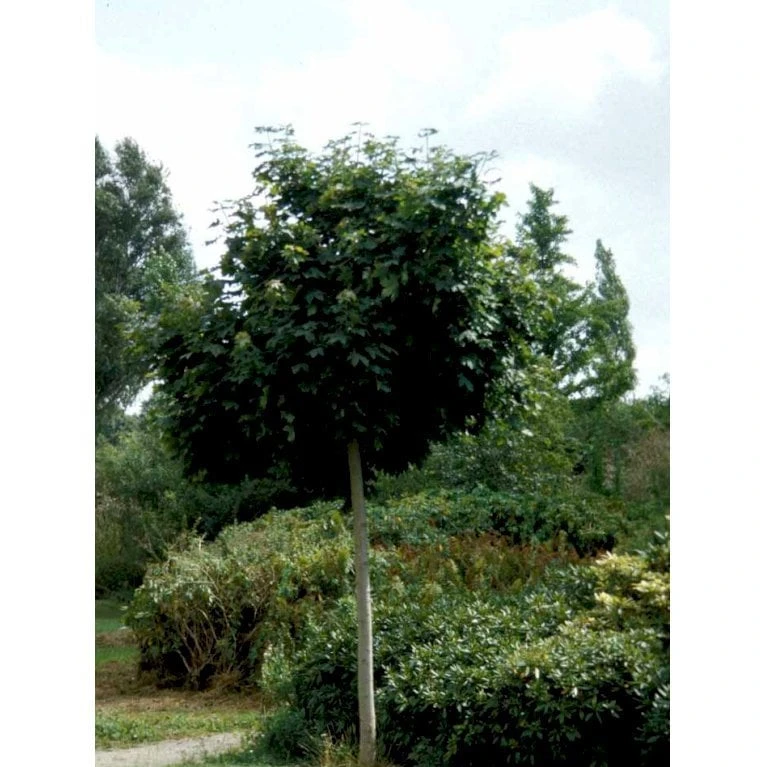 Kugleløn / Kugleahorn Acer Platanoides 'Globosum' Opstammet 180 Cm. 15 Liter Potte,- 2 års Krone 8 Kugleløn / Kugleahorn Acer Platanoides 'Globosum' Opstammet 180 Cm. 15 Liter Potte,- 2 års Krone - Billede 6