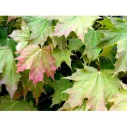 Kugleløn / Kugleahorn Acer Platanoides 'Globosum' Opstammet 180 Cm. 15 Liter Potte,- 2 års Krone 13 Kugleløn / Kugleahorn Acer Platanoides 'Globosum' Opstammet 180 Cm. 15 Liter Potte,- 2 års Krone -Osmoz Naturens Butik mi97 acer platanoides globosum cda1