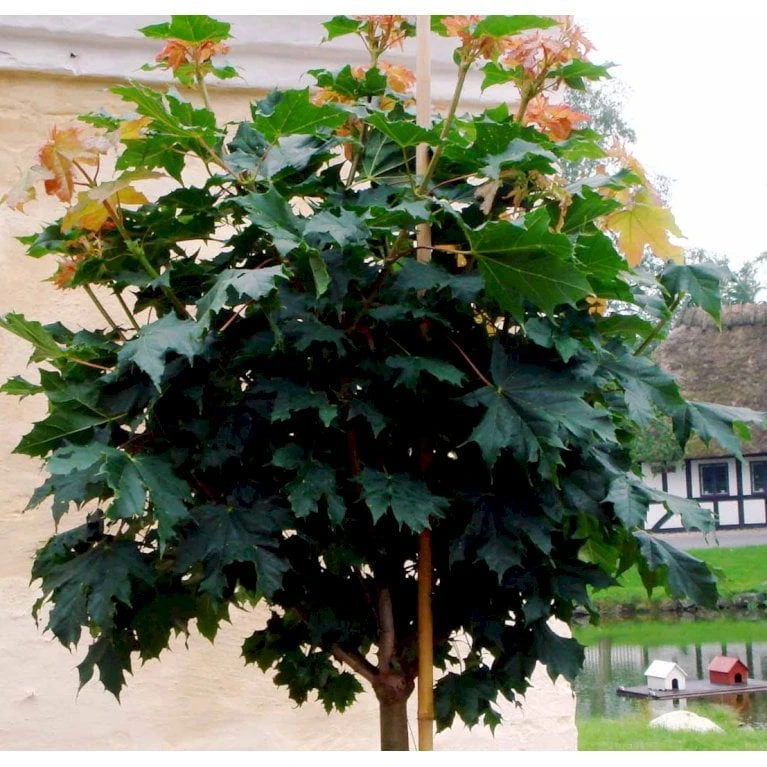 Kugleløn / Kugleahorn Acer Platanoides 'Globosum' Opstammet 180 Cm. 15 Liter Potte,- 2 års Krone 9 Kugleløn / Kugleahorn Acer Platanoides 'Globosum' Opstammet 180 Cm. 15 Liter Potte,- 2 års Krone - Billede 7